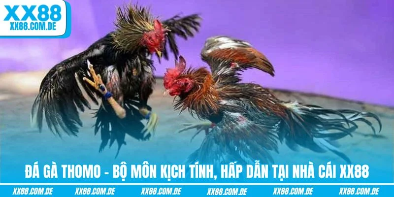 Đá gà thomo